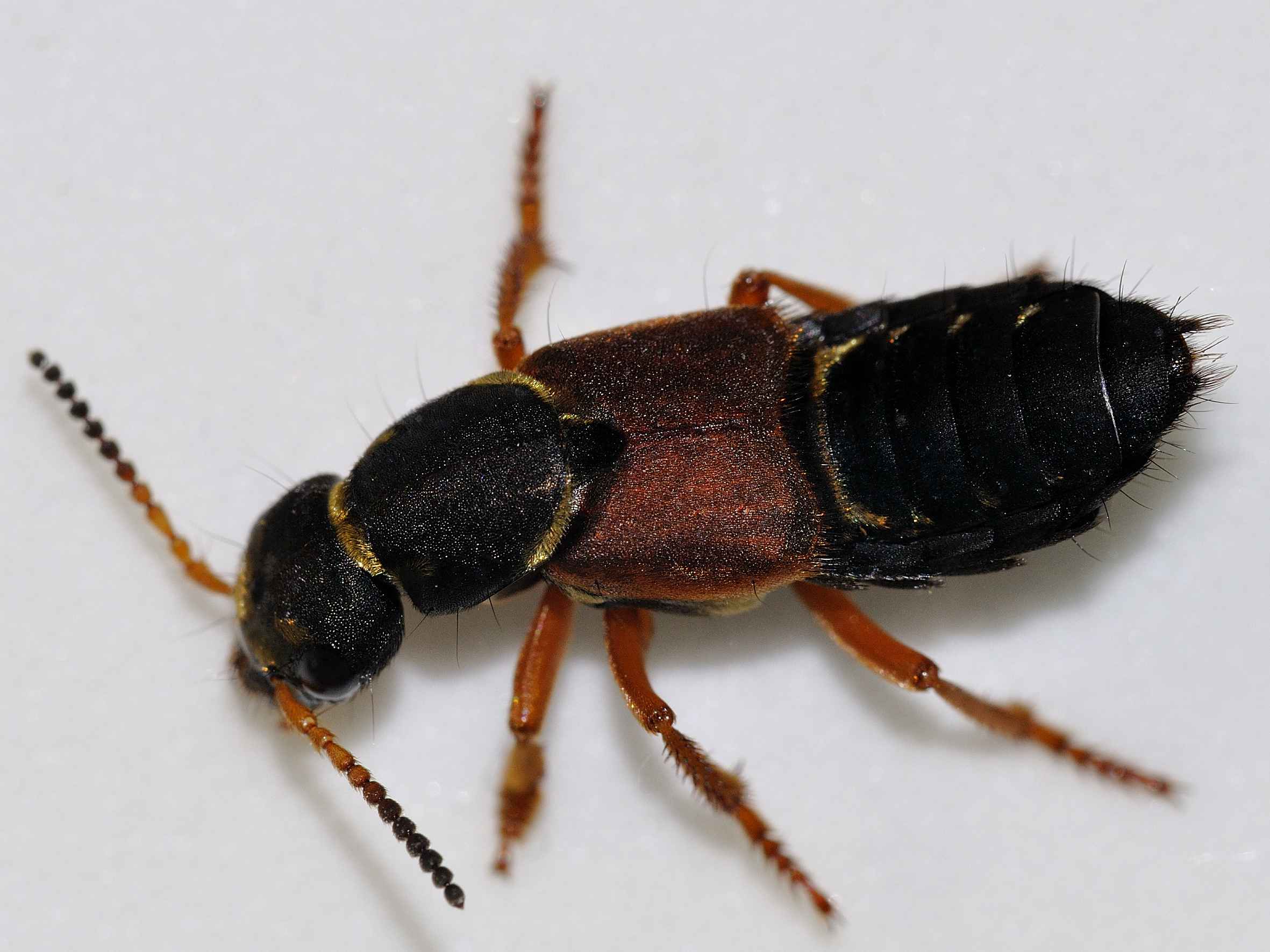 Staphylinidae - Ocipus sp.